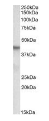 Goat anti-PINX1 (aa225-237) Antibody