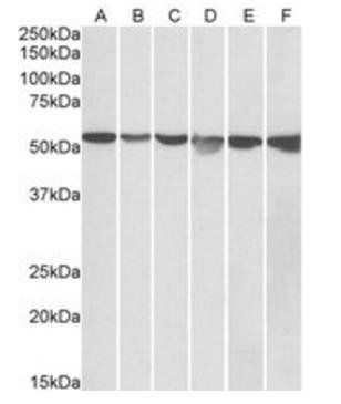 Goat anti-GPI / Neuroleukin (aa81-93) Antibody