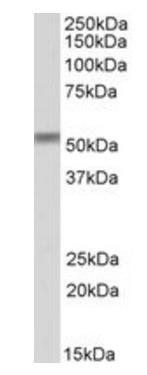 CREB3L2/BBF2H7 Antibody