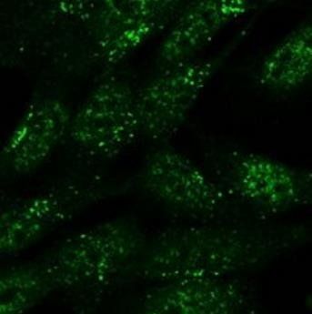 Goat anti-SNX1 Antibody