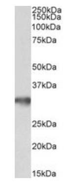 Goat anti-GOLPH3 Antibody