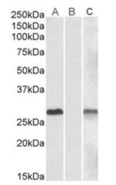 Goat anti-DYDC1 Antibody
