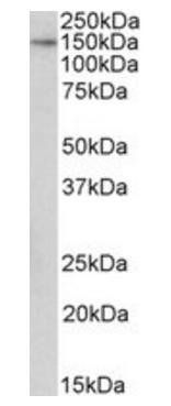 TTLL4 Antibody