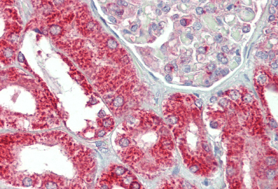 Goat anti-CHCHD3 (aa151-164) Antibody