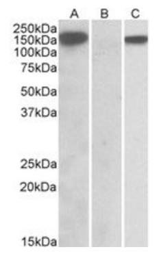 NLRP2 antibody