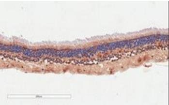 Goat anti-ARMS2 Antibody