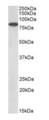 Goat anti-BBS7 Antibody