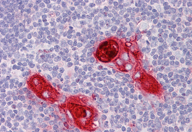Goat anti-CXCR6 Antibody