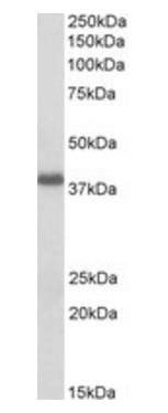 Goat anti-POU2AF1 Antibody