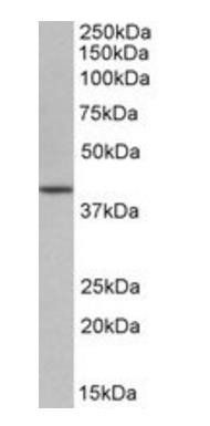 Goat anti-OCT4 / POU5F1 (mouse) Antibody