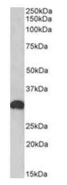 POU6F1 Antibody