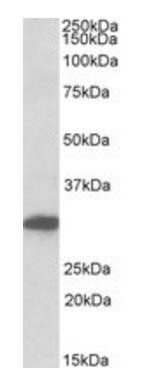 POU6F1 antibody