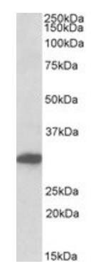 POU6F1 Antibody