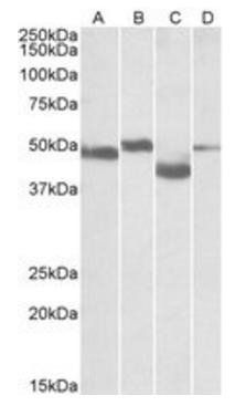Goat anti-MEIS2 Antibody