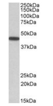 Goat anti-PBX1 Antibody