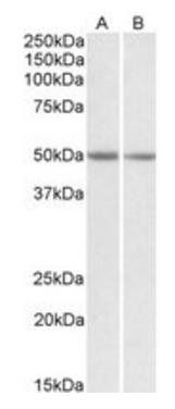 Goat anti-GNAS Antibody