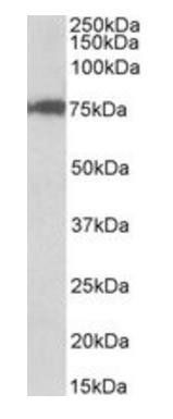 CSTF3 Antibody