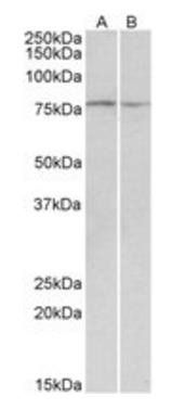 Goat anti-DAG1 Antibody
