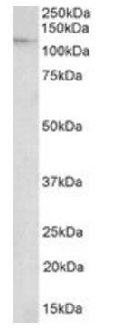 Goat anti-NUP107 Antibody