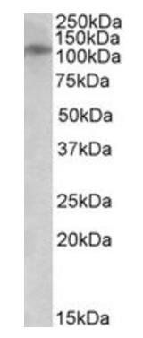 Goat anti-GRIN3B Antibody