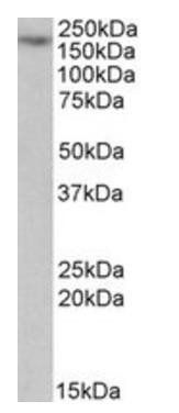 Goat anti-MYO5A Antibody