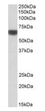PRKAA2 Antibody