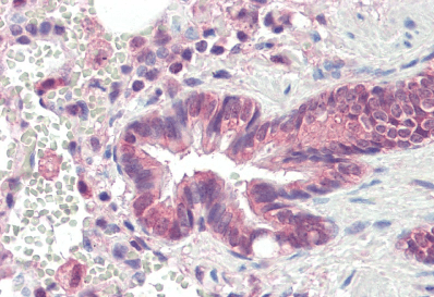 Goat anti-PSMB3 Antibody