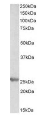 PSMB4 antibody