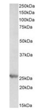 Goat anti-PSMB4 (aa230-239) Antibody