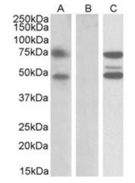 Goat anti-ASNSD1 Antibody