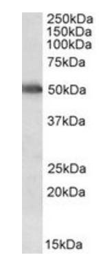 Goat anti-CYP2E1 Antibody