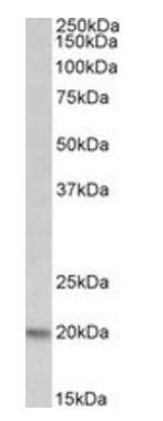 Goat anti-PSMB9 Antibody