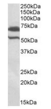 BIRC3 Antibody