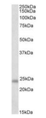 Goat anti-GM2A (aa 179-189) Antibody