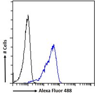 41886 antibody