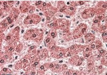 Goat anti-MPV17 Antibody
