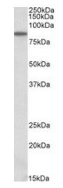 Goat anti-ALDH18A1 Antibody
