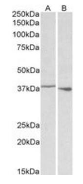 Goat anti-PCBP1 (aa223-234) Antibody