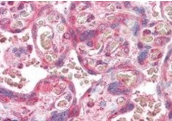 Goat anti-ERV3 Antibody