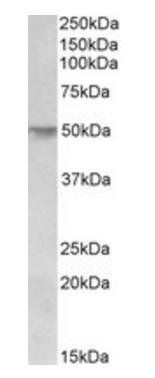 Goat anti-CDSN Antibody