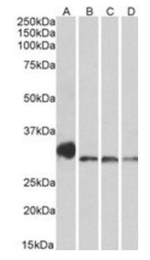 Goat anti-NEK7 (aa 274-286) Antibody
