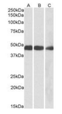 Goat anti-IDH2 Antibody