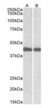 IDH1 (aa65-77) Antibody