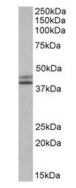 IDH1 (aa65-77) Antibody