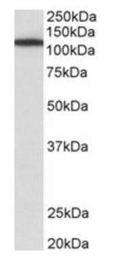 Goat anti-MYO1B Antibody