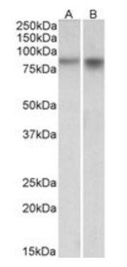 Goat anti-NPAS4 Antibody