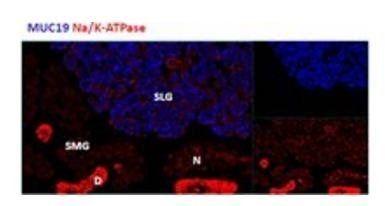 Mucin 19/Apomucin Antibody