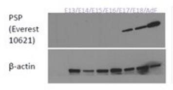 Goat anti-parotid secretory protein (mouse aa146-160) Antibody