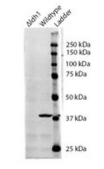 IDH1 (yeast) Antibody