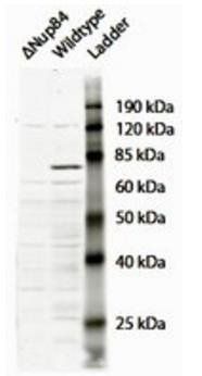 NUP84 (yeast) Antibody